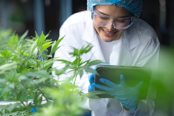 cannabis breeding techniques have helped shaped modern stoners