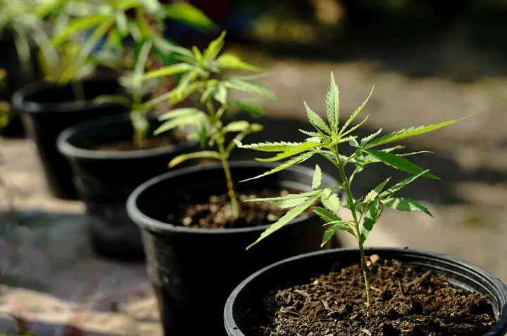 try breeding a new strain