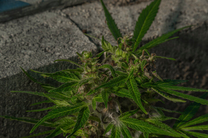 cannabis botryitis bud rot grey mold