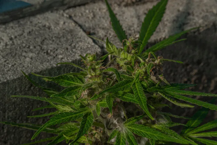 cannabis botryitis bud rot grey mold