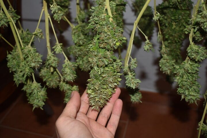 does cannabis drying take a long time