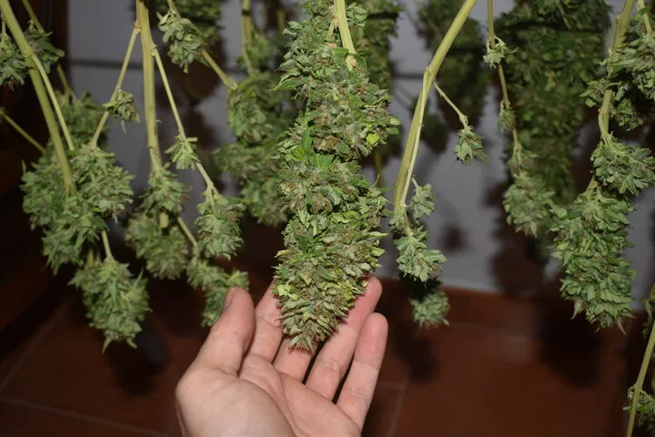 does cannabis drying take a long time