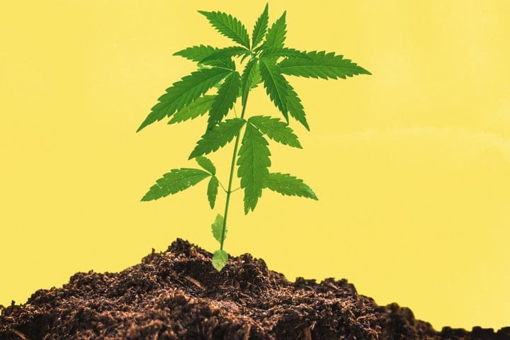 how often to water cannabis in coco