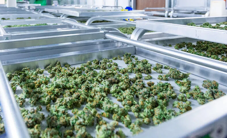 how to dry cannabis on a rack