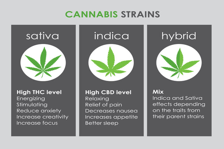 cannabis indica effects
