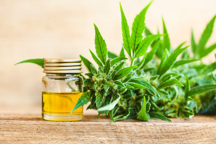 extracting cannabinoids to produce oils requires cutivation license south africa