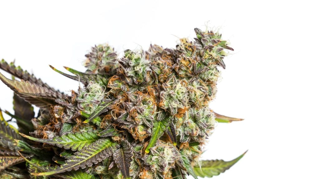 why should you test thc levels