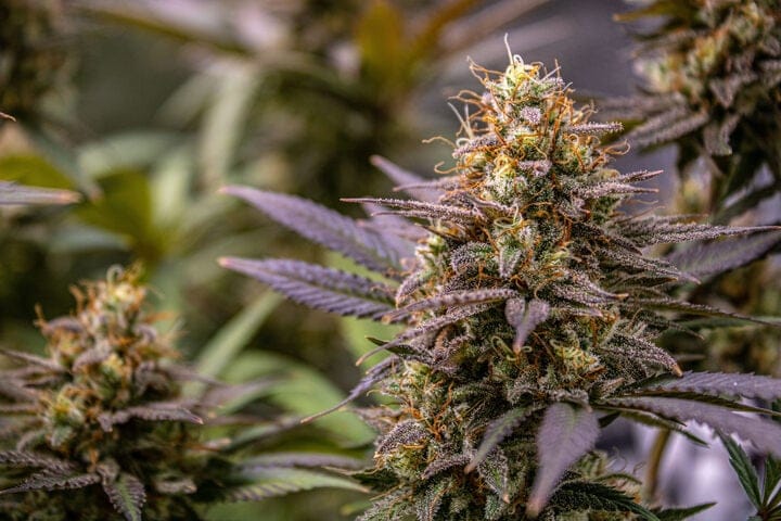why flowering cannabis is vulnerable to rain