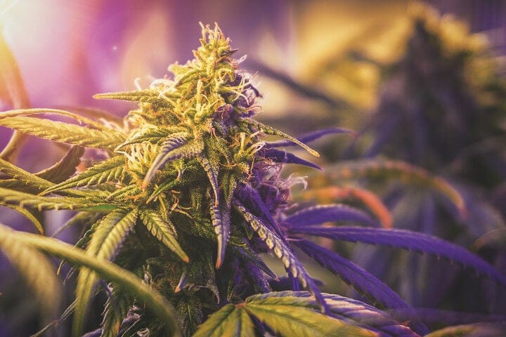 cannabis in week 6 of flowering