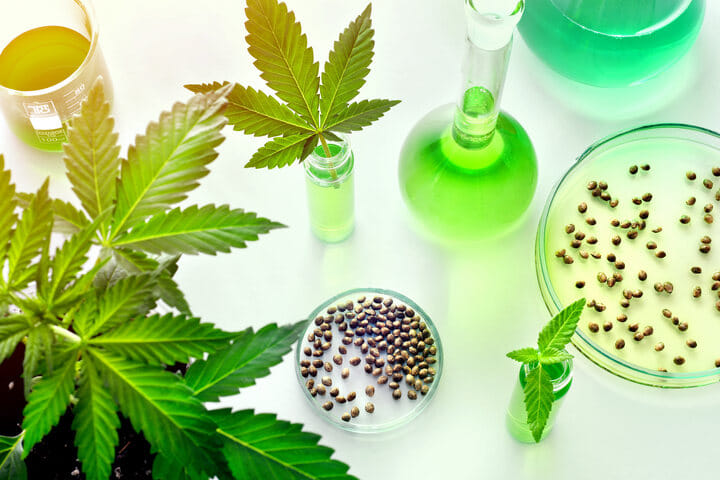 genetics for cannabinoid potential