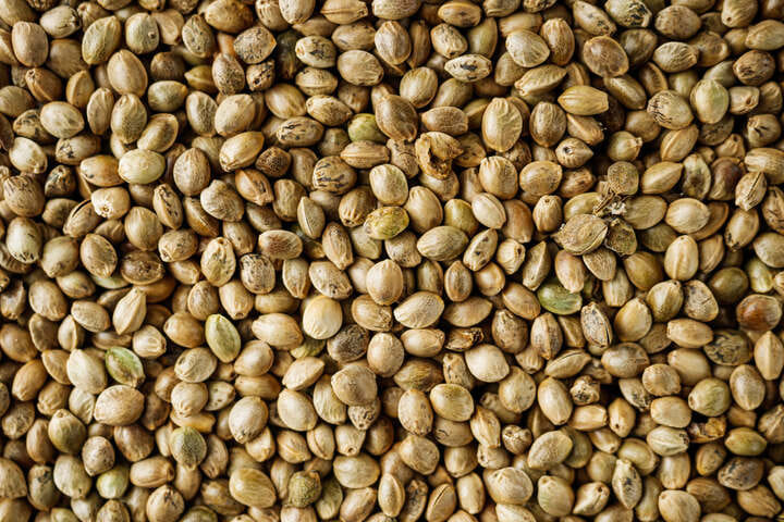 good terpenes start with genetics