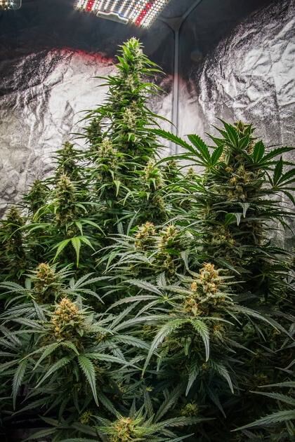 adjust light schedules to reduce temperature drops