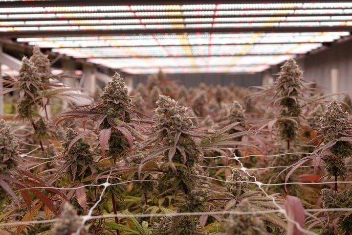 best environment to grow cannabis