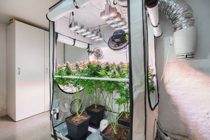 a grow tent is ideal for growing cannabis indoors