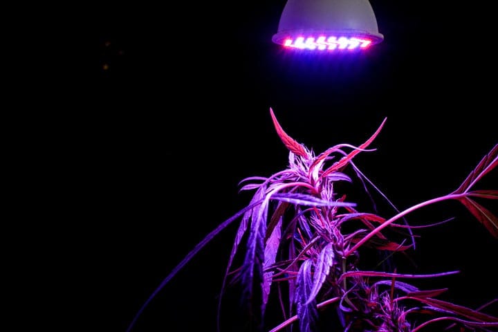 proper care makes growth faster