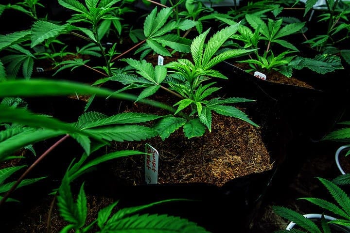 feeding cannabis in coco