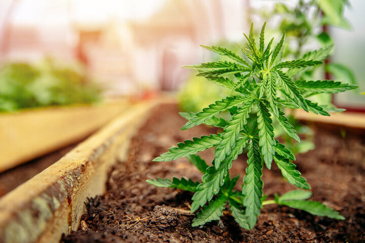 growing cannabis outdoors in hot climates