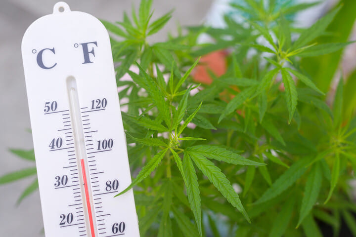 What counts as a hot climate for canabis