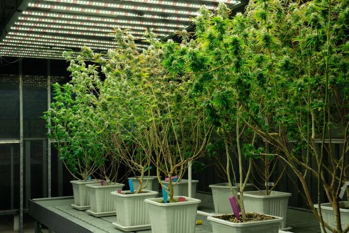 what hydroponics looks like