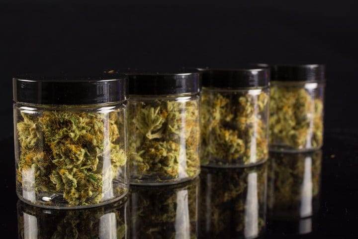 cannabis smell changes after harvest