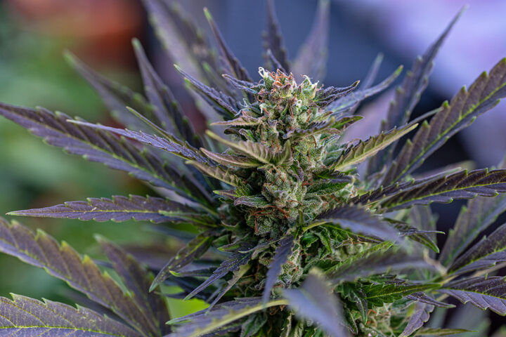 cannabis in late flowering high risk for mold