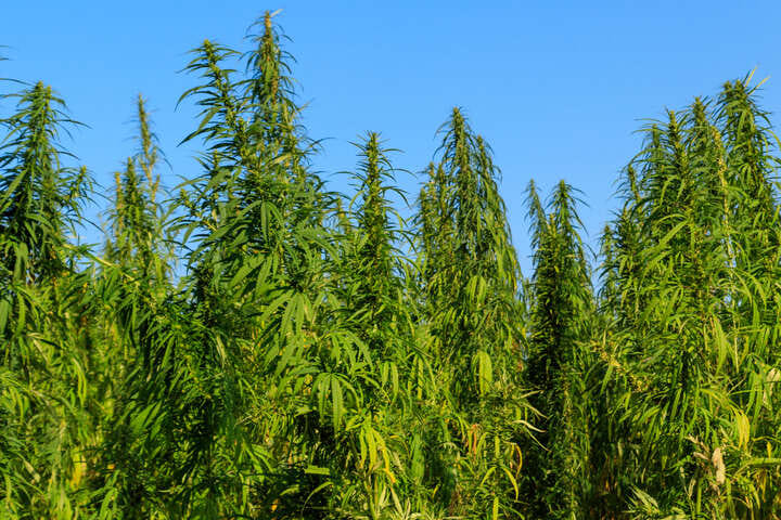 how to grow cannabis in mediterranean climate