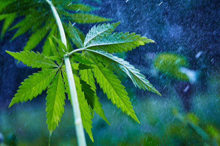 cannabis.in.rain.cooler.climate.jpg