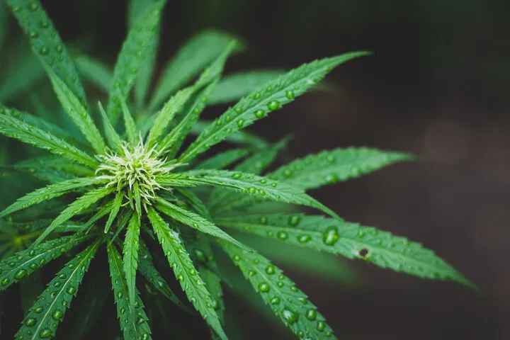 change in weather can push your harvest window