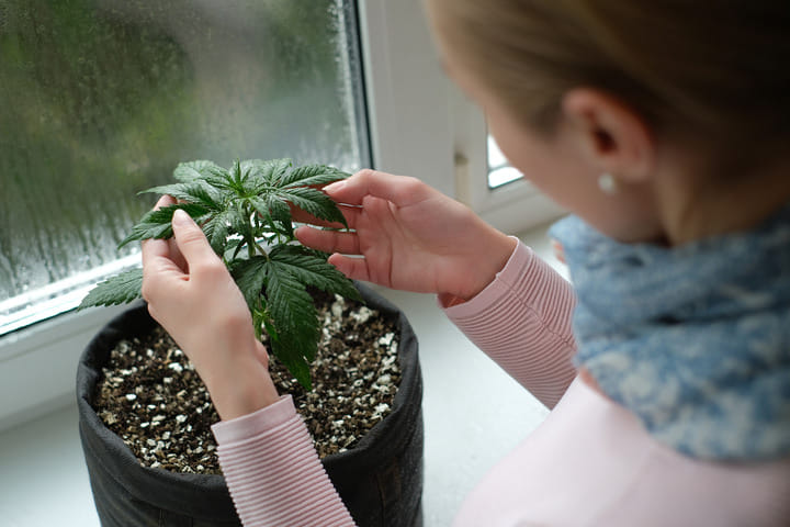 oxygenated soil reduces root rot