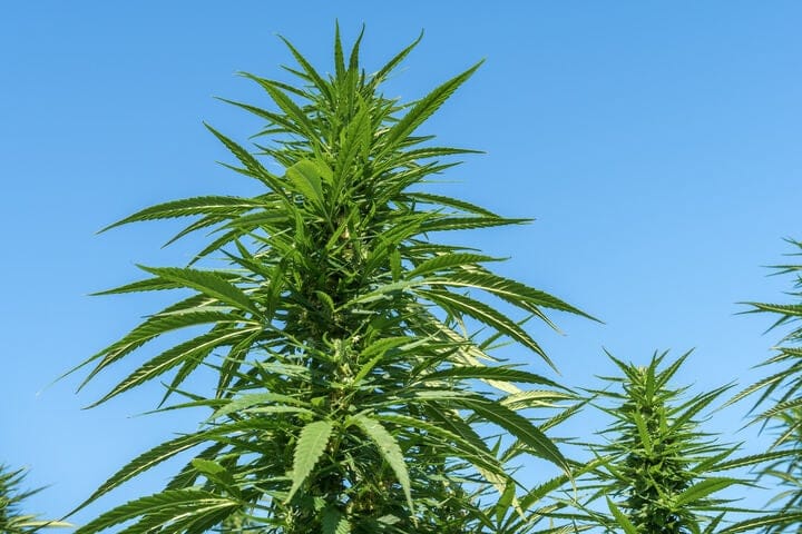 how to grow weed in tropical climates