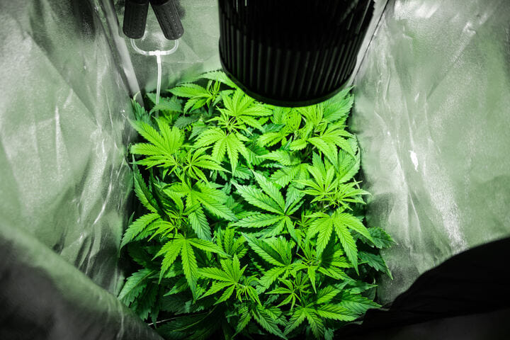 how to grow cannabis vegetative stage