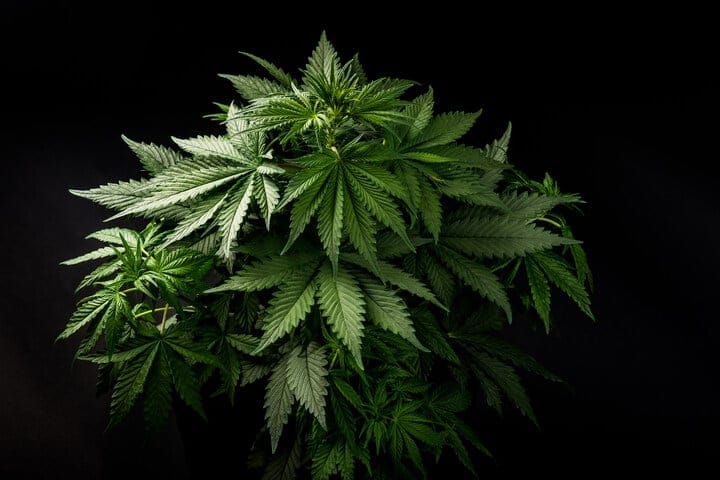 indica strains have a fast flowering time