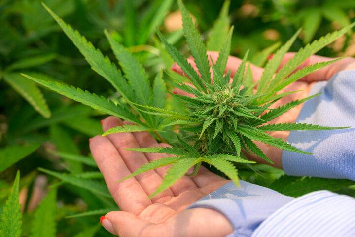 integrated pest management strategies