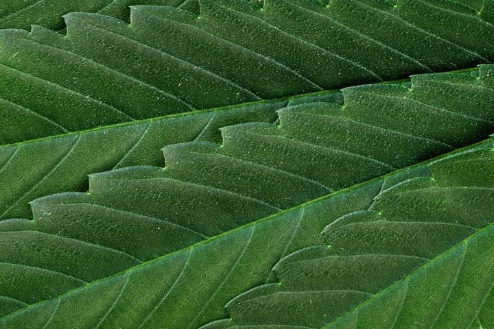 flavonoids are found in cannabis leaves