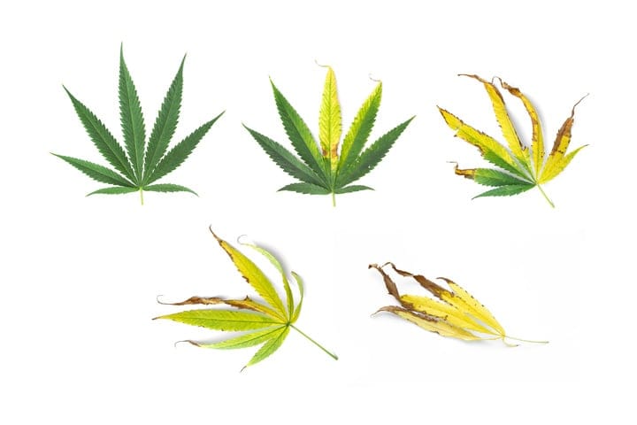cannabis nutrient deficiencies