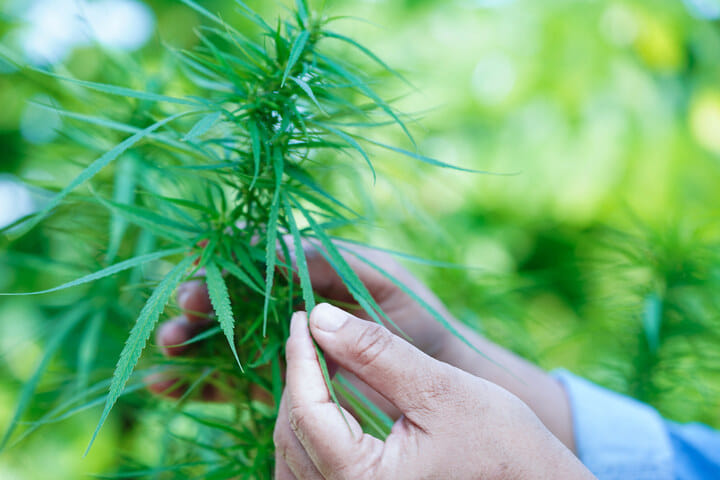 spotting problems with your weed leaf