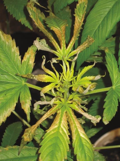 light burn on cannabis leaf