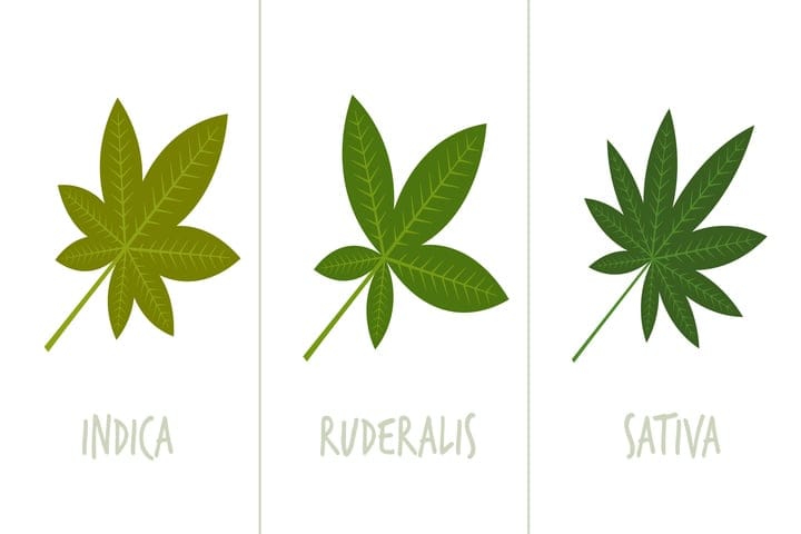 ruderalis indica and sativa leaves