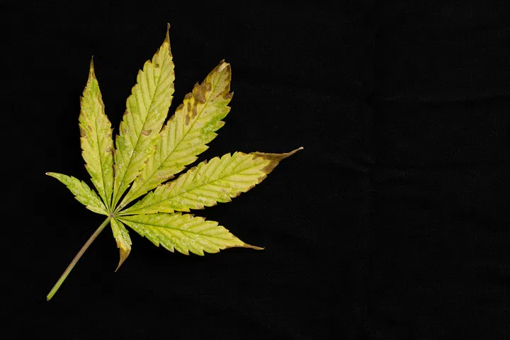nutrient issues are common in flowering marijuana plants