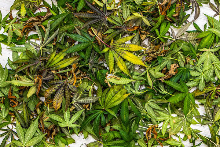 burnt leaves