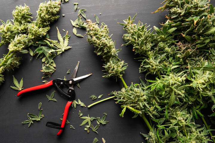 how to use weed leaves after harvest