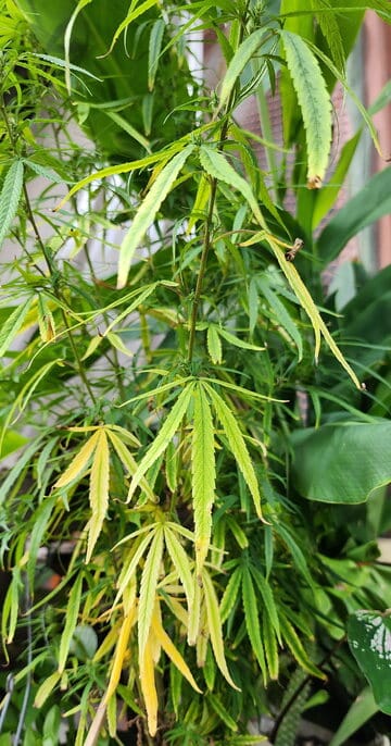 what do drooping cannabis leaves look like