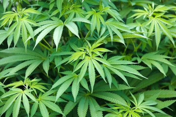 what is cannabis revegging
