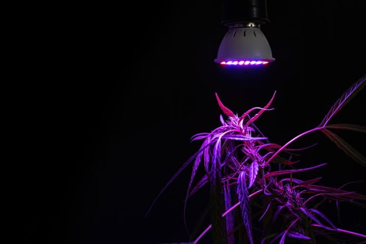 choosing lights for your small indoor grow