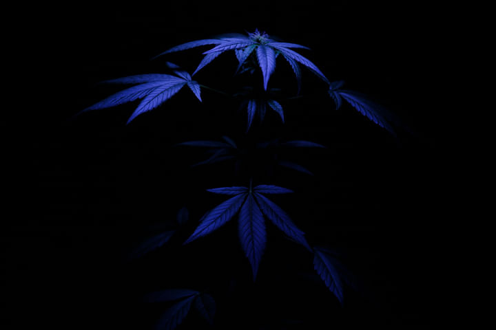 avoid cannabis light leaks