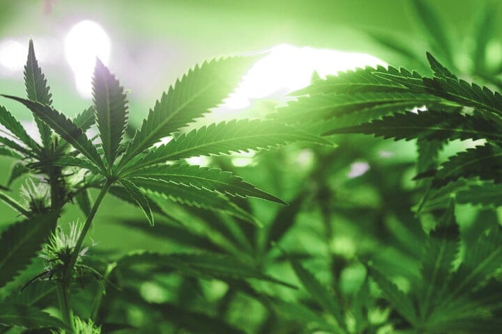 when to defolliate cannabis plant