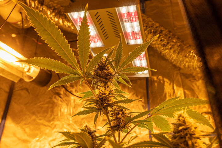 lighting requirements for growing cannabis