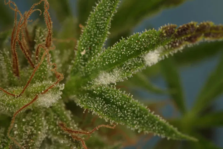 cannabis mold