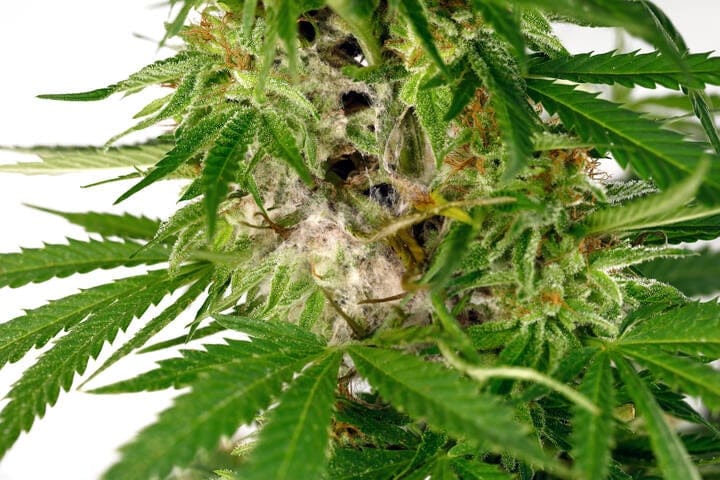 monitor plants for bud rot and mould