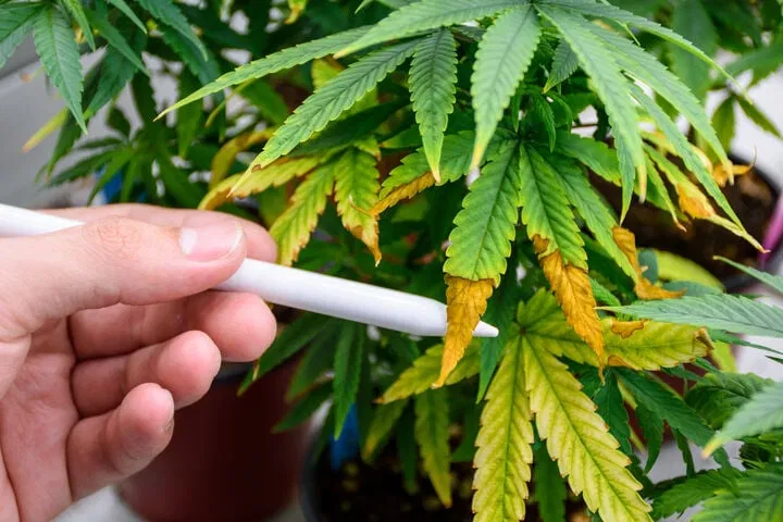 what does cannabis nutrient burn look like